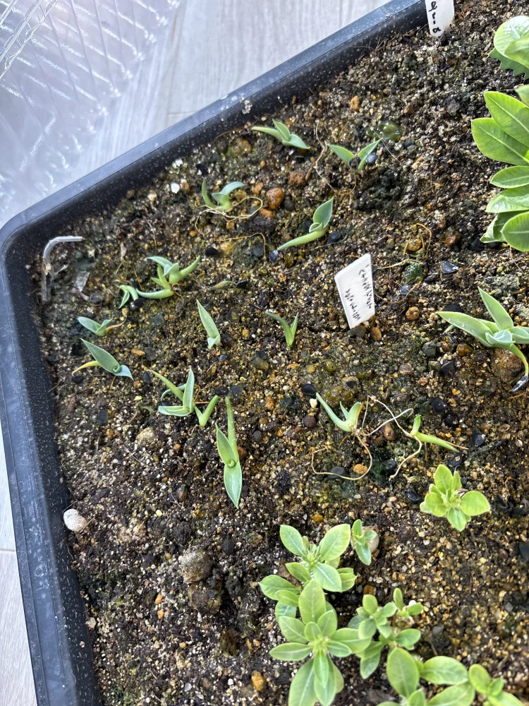 Agave parryi ssp. parryi ([少量追加:タネの日プレゼント] アガベ パリー)