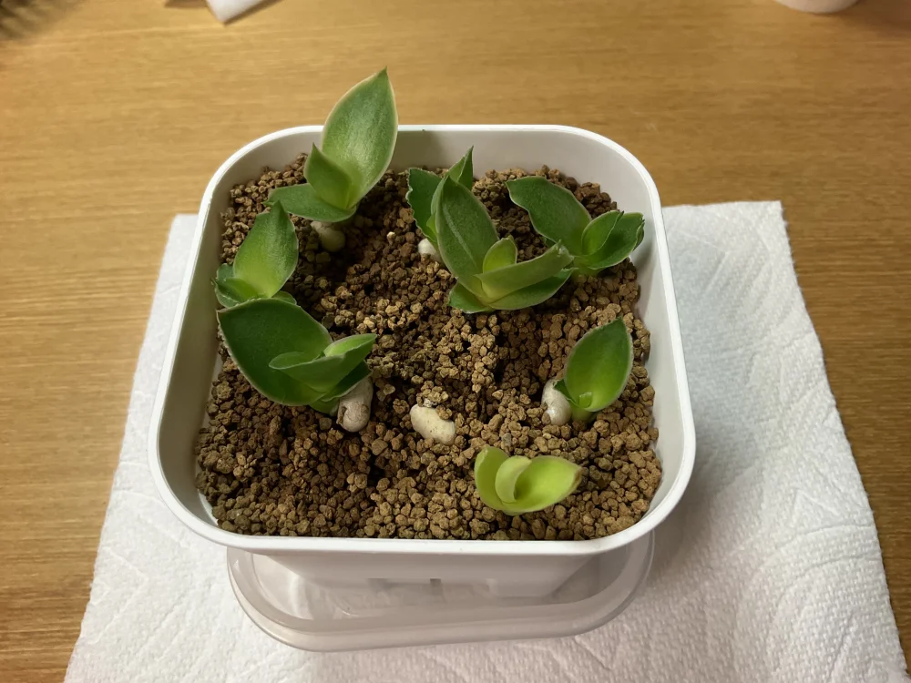 Dracaena pearsonii (ドラセナ ピアソニー)