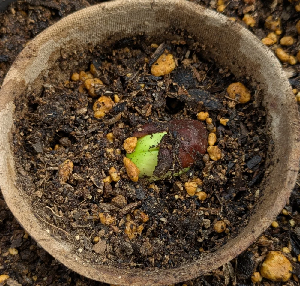Adansonia suarezensis (アダンソニア（バオバブ）スアレゼンシス)