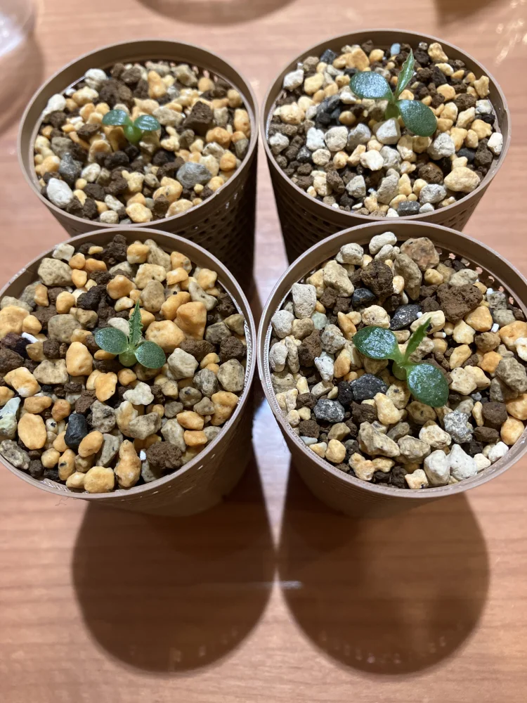 Euphorbia tulearensis (ユーフォルビア トゥレアレンシス)