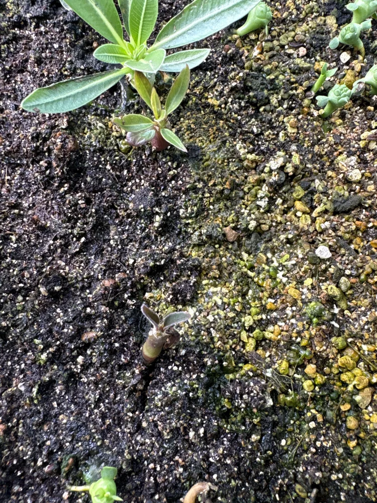 Pachypodium windsorii (パキポディウム ウィンゾリー)