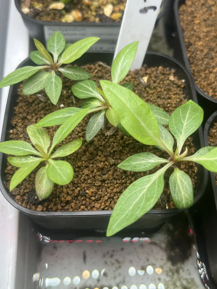 Fouquieria purpusii (フォークイエリア プルプシー)