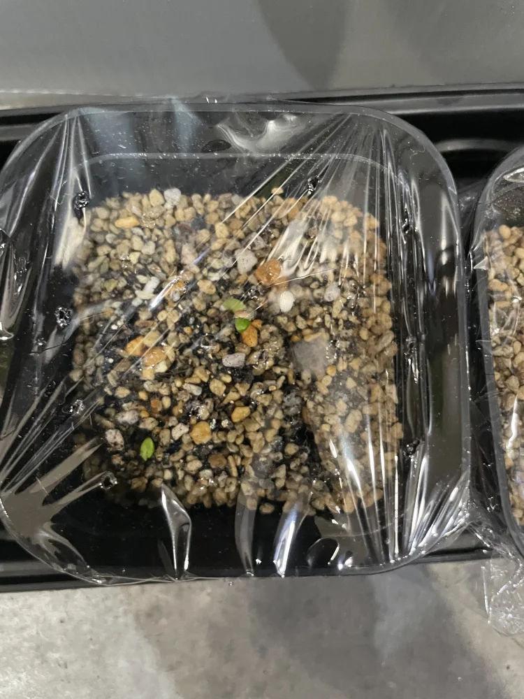Pachypodium rosulatum var. eburneum (パキポディウム エブレネウム)