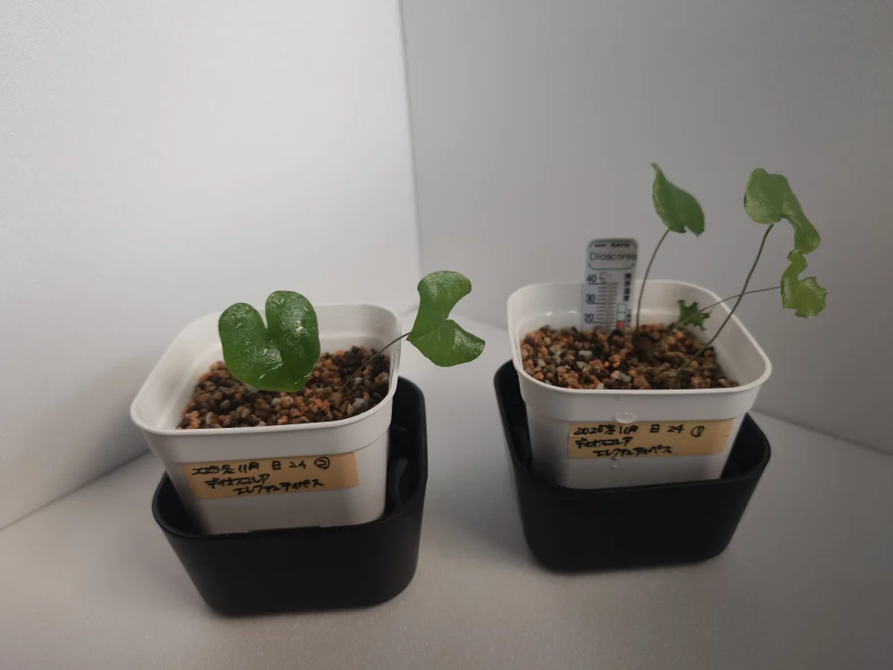 Dioscorea elephantipes (ディオスコレア エレファンティペス)