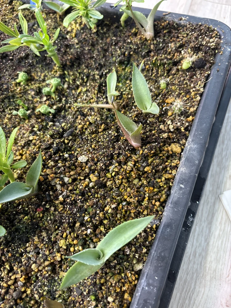 Agave scaposa (アガベ スカポサ)