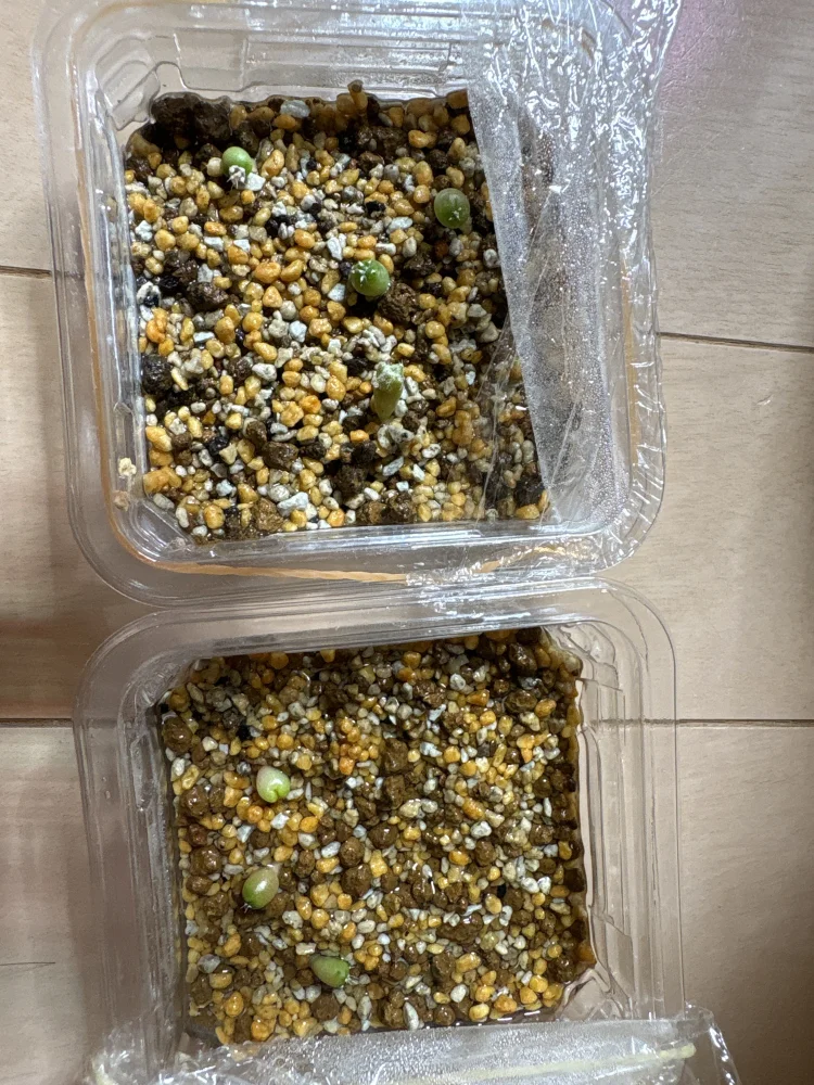 Astrophytum Super Kabuto (アストロフィツム スーパーカブト)