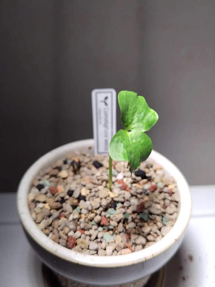 種子] コミフォラ ワイルディ Commiphora wildii | 灌木 塊根植物