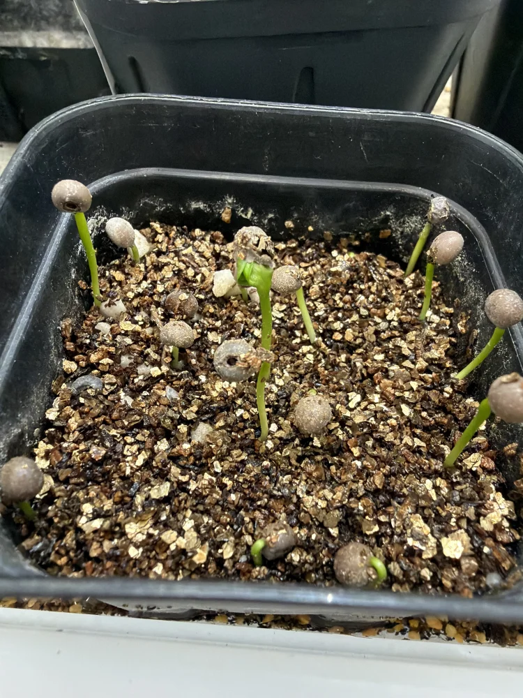 Dovyalis caffra (ドビアリス カフラ)