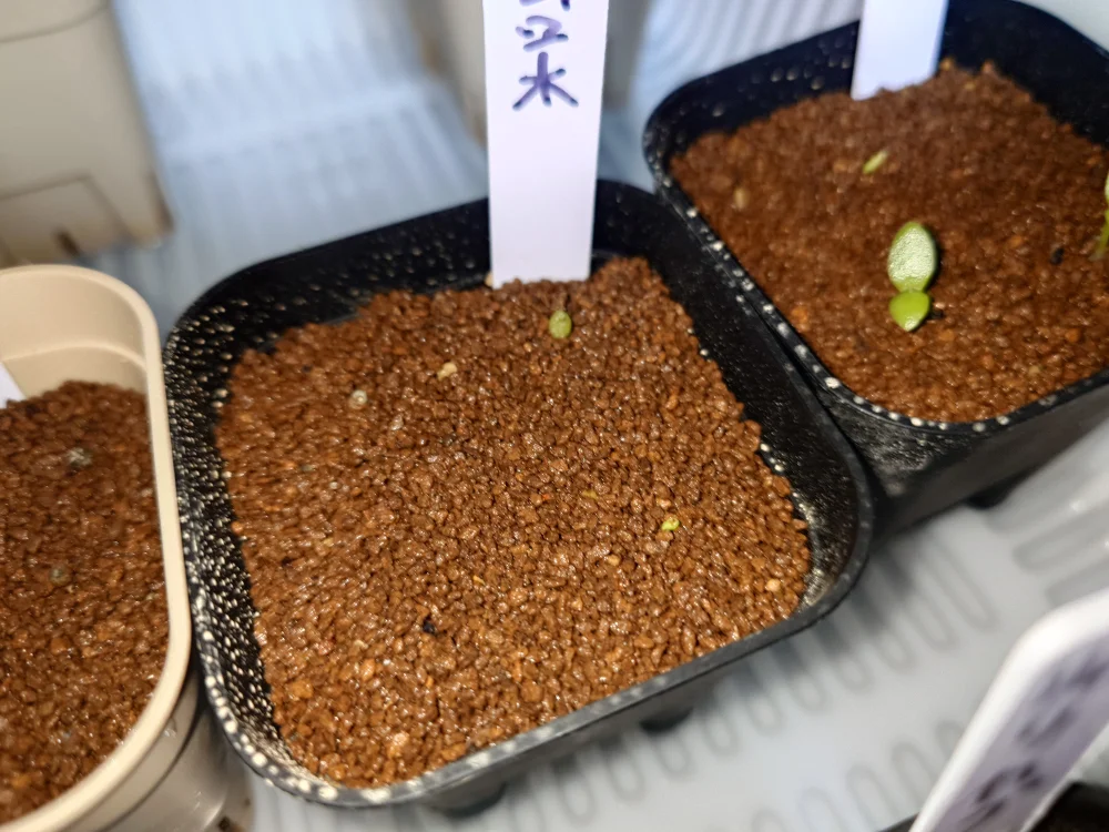 Echinopsis subdenudata (エキノプシス 大豪丸)