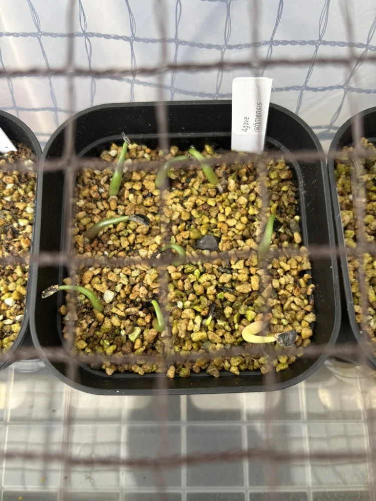 Agave isthmensis (アガベ イシスメンシス)