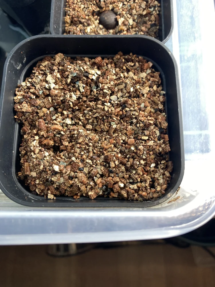 Cyphostemma adenocaule (キフォステンマ アデノカウレ)