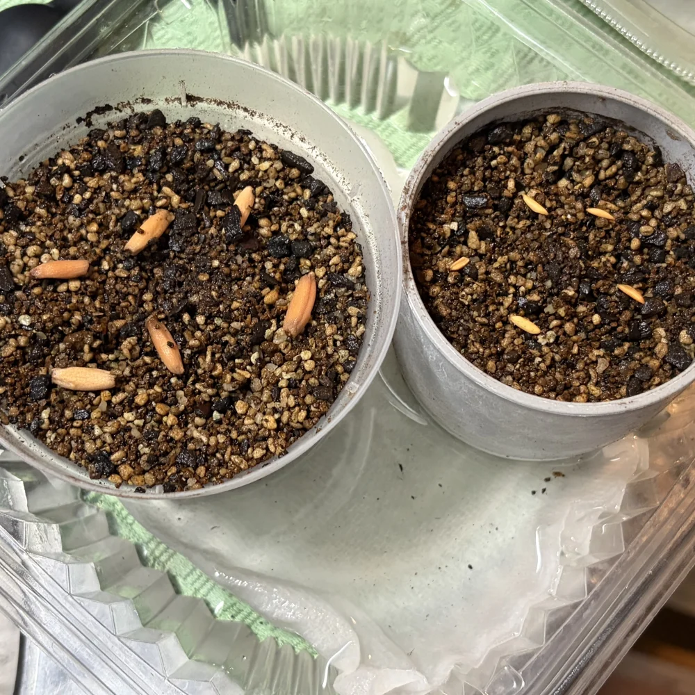 Adenium arabicum black giant (アデニウム アラビカム ブラックジャイアント)