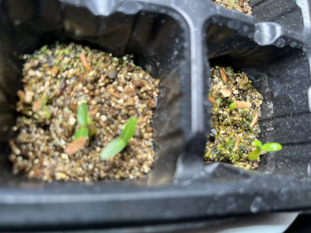 Pachypodium rosulatum var. gracilius Lot. (パキポディウム グラキリス)