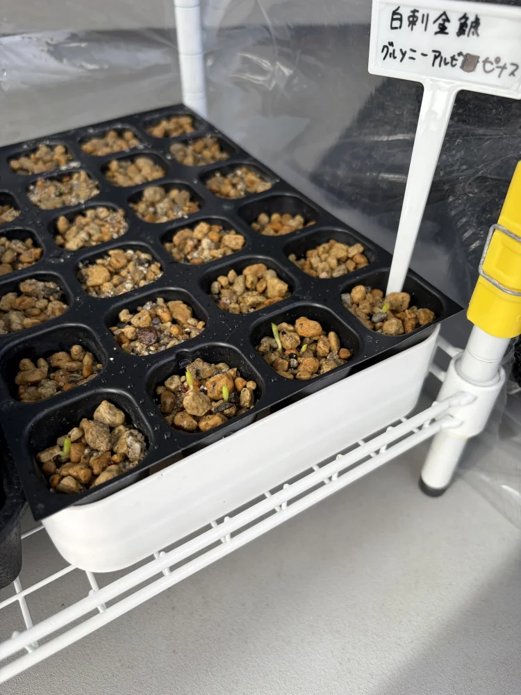 播種から3日で発芽