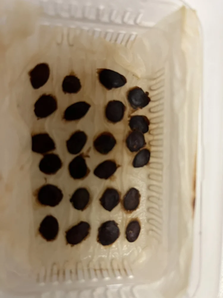 Dioscorea elephantipes (ディオスコレア エレファンティペス)