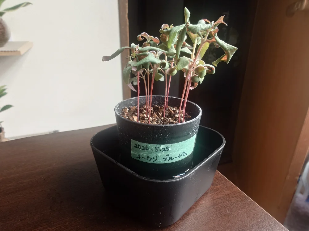 Eucalyptus globulus  blue gum (ユーカリ ブルーガム)