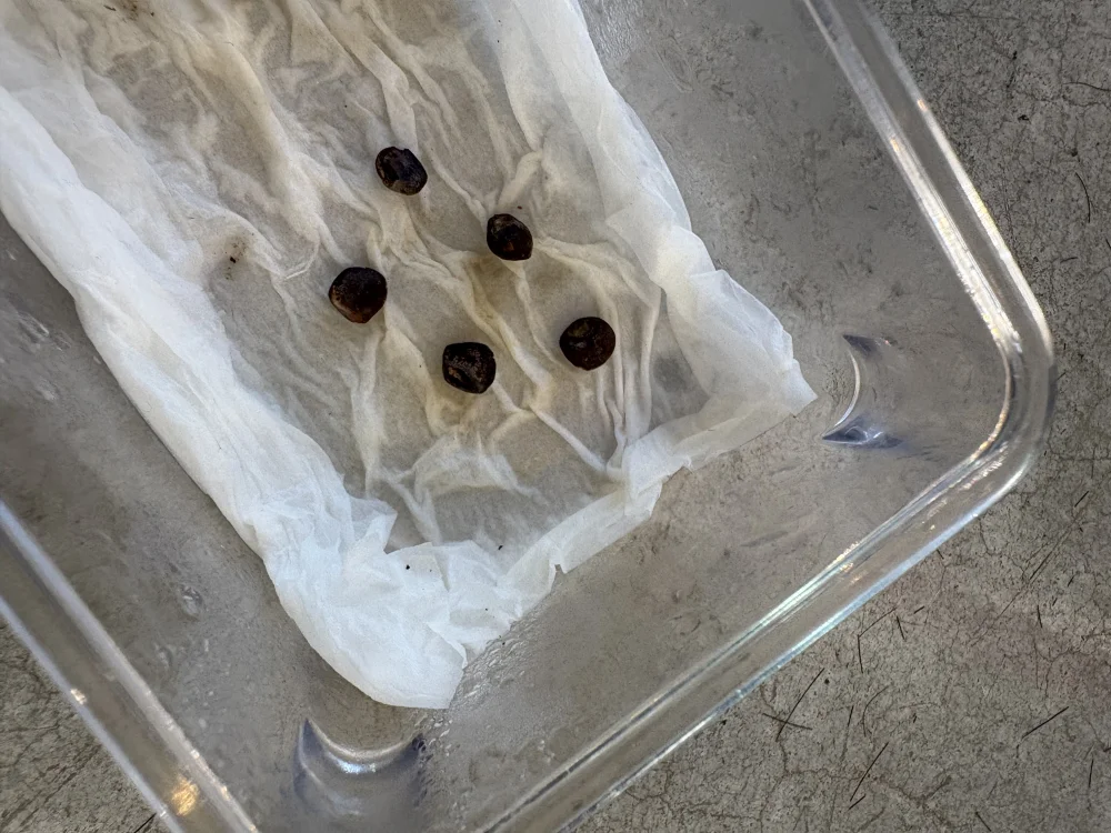Operculicarya pachypus Lot. (オペルクリカリア パキプス)
