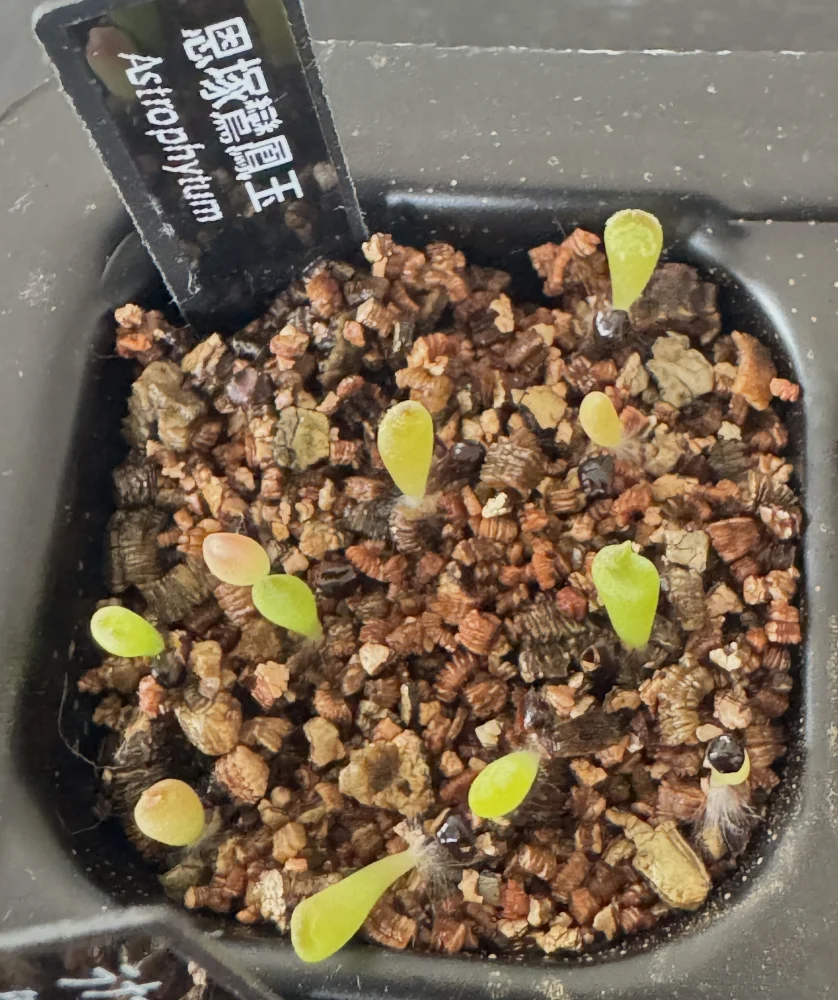 Astrophytum myriostigma Onzuka cv. Onzuka (アストロフィツム 恩塚鸞鳳玉)