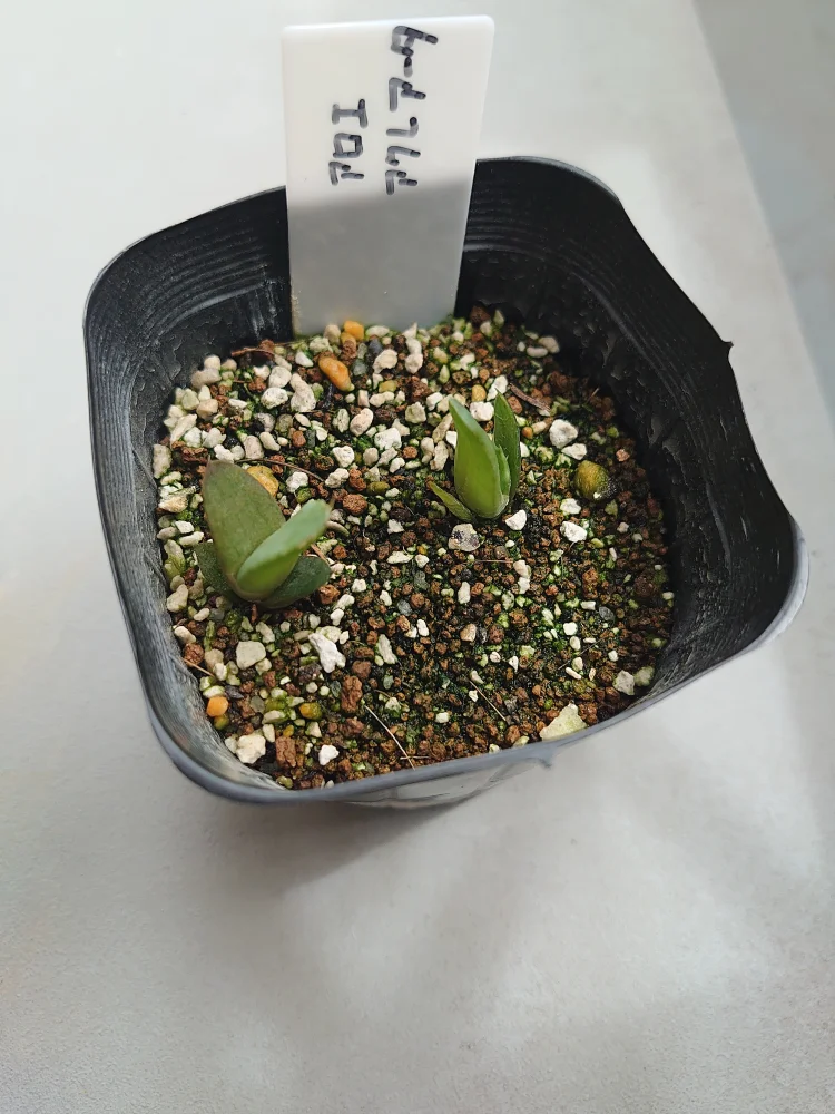 播種から5日で発芽