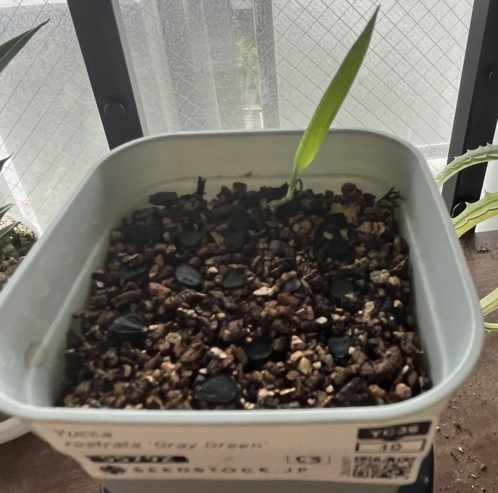 Yucca rostrata (ユッカ ロストラータ 'グレイグリーン')