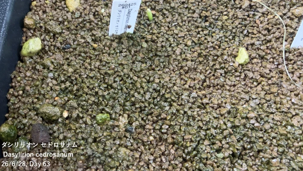 Dasylirion cedrosanum (ダシリリオン セドロサナム)