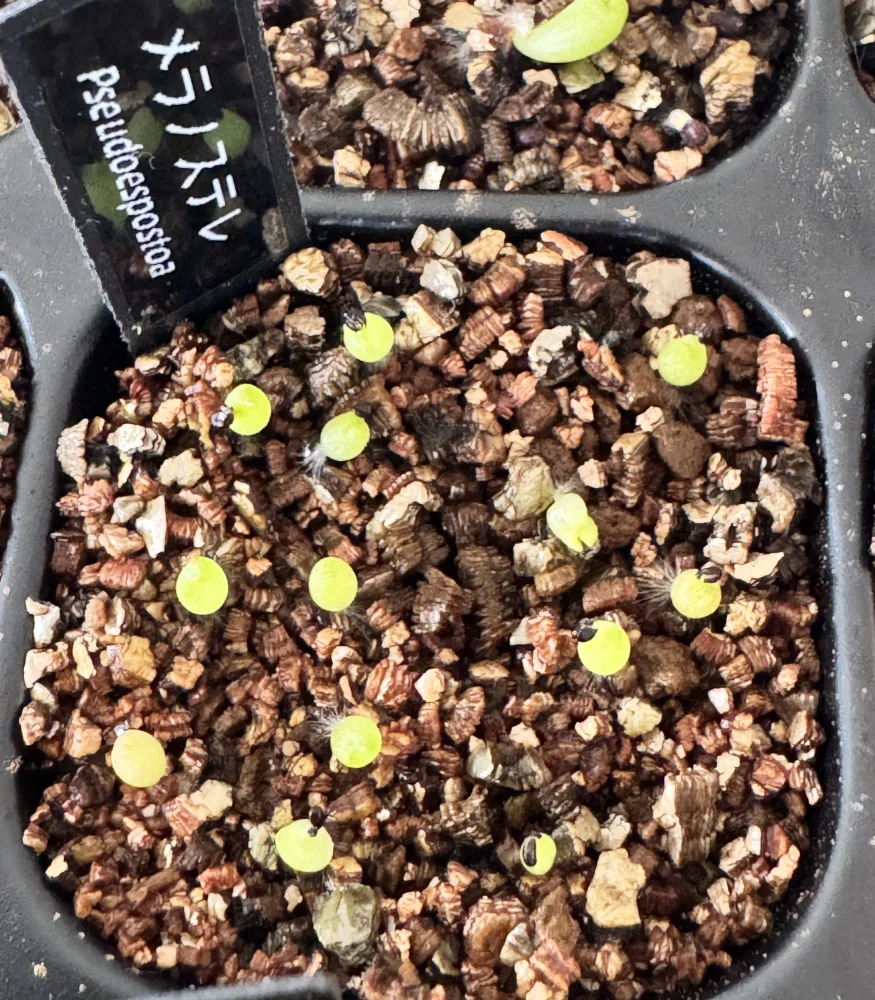 Pseudoespostoa melanostele (セウドエスポストア メラノステレ)