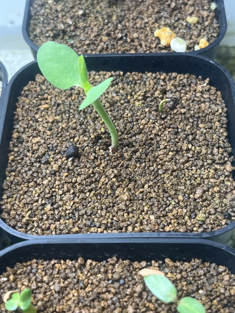 Euphorbia guillauminiana (ユーフォルビア ギラウミニアナ)