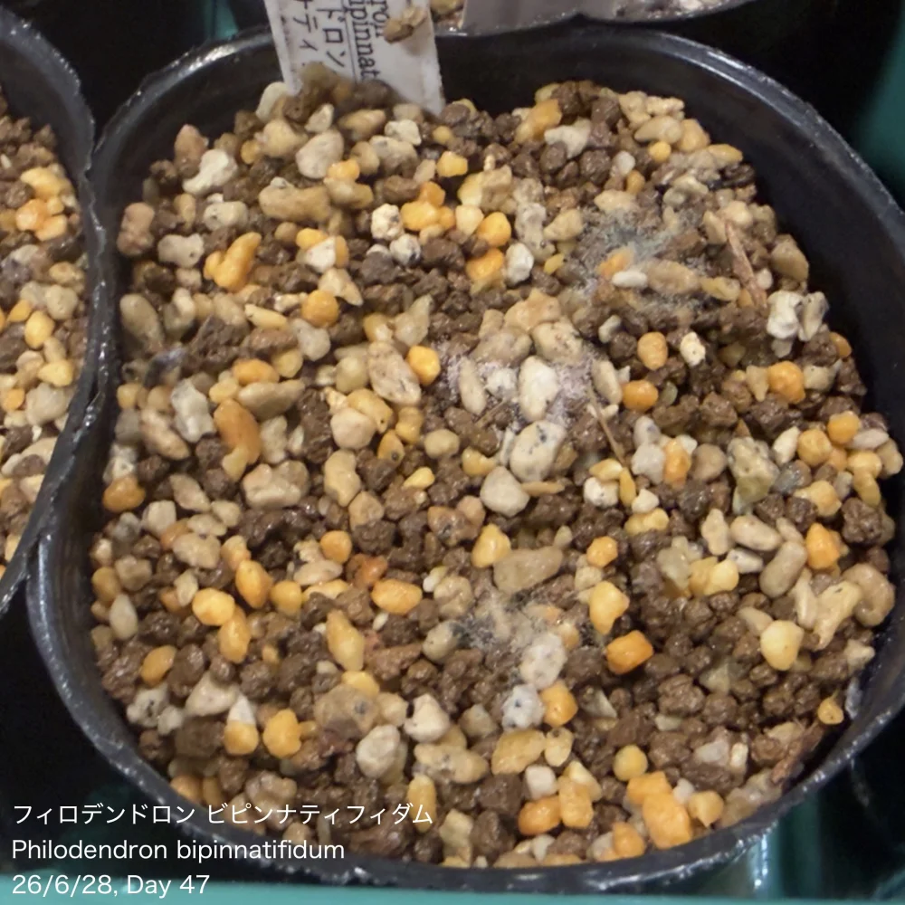 Philodendron bipinnatifidum (フィロデンドロン ビピンナティフィダム)