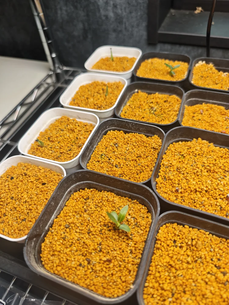 種子専門ショップ 多肉植物・塊根植物・観葉植物 - SEEDSTOCK