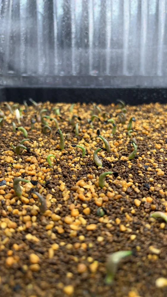Agave titanota Blue Lot. (アガベ チタノタブルー)