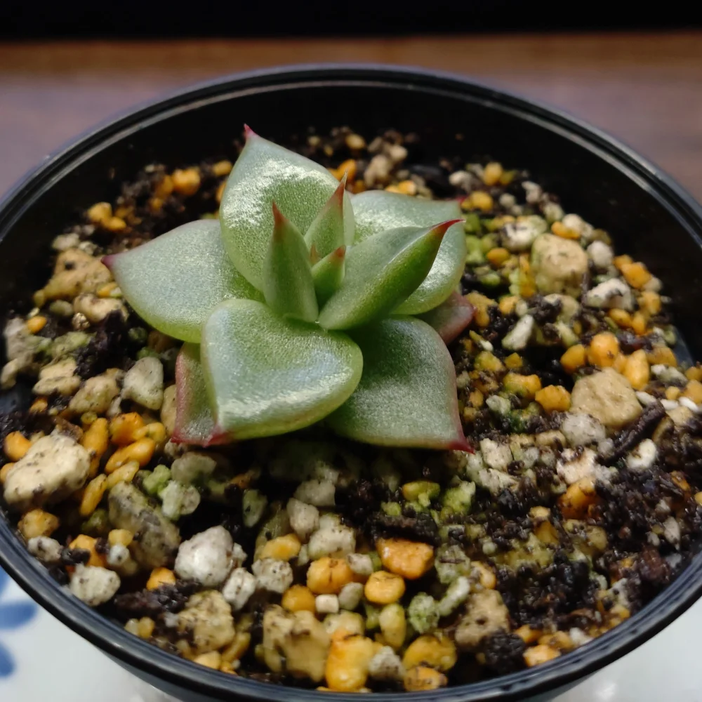 Echeveria agavoides var. multifida (エケベリア アガボイデスマルチフィーダ)