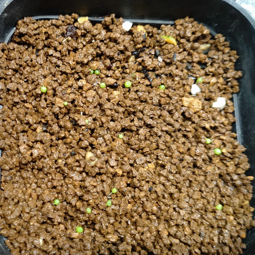 Conophytum burgeri (コノフィツム ブルゲリ)