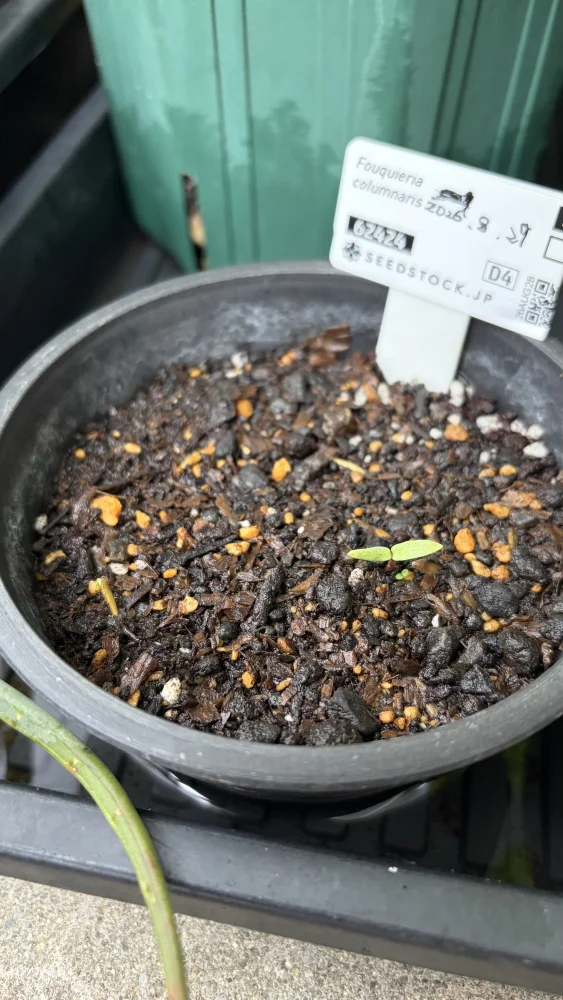 Fouquieria columnaris (フォークイエリア コルムナリス 観峰玉)