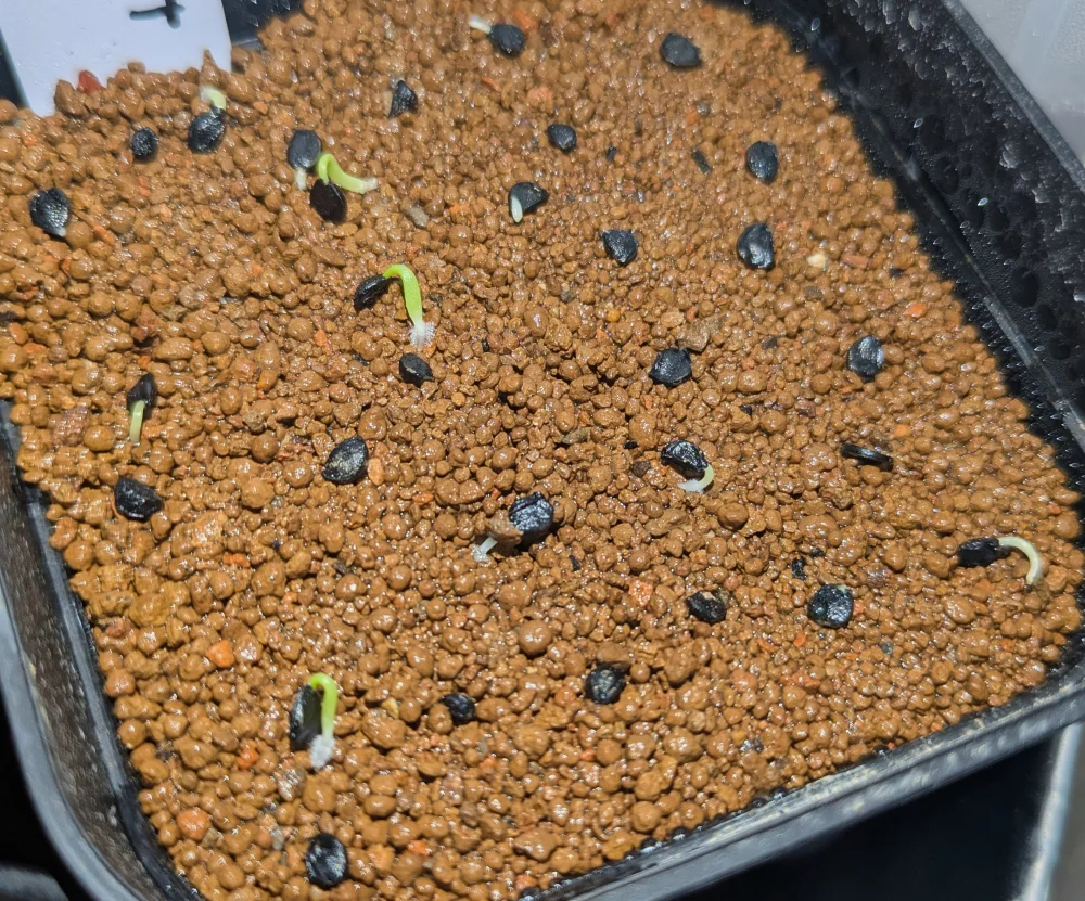 Agave vilmoriniana (アガベ ビルモリニアナ)
