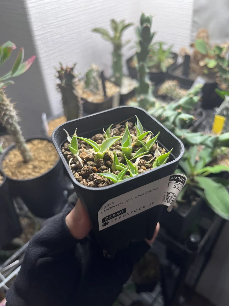 Agave utahensis var. eborispina (アガベ エボリスピナ)