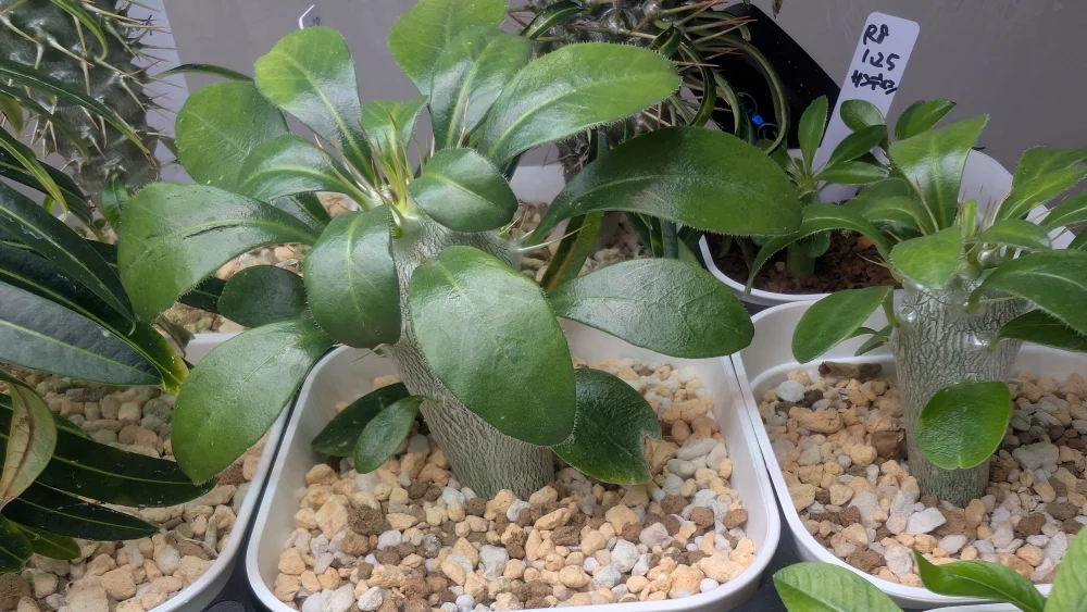 Pachypodium saundersii (パキポディウム サンデルシー)