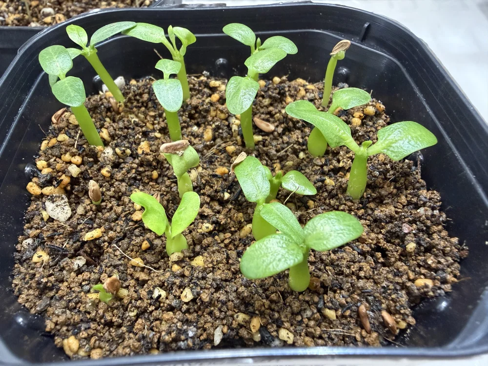 Pachypodium rosulatum ssp. makayense (パキポディウム マカイエンセ)