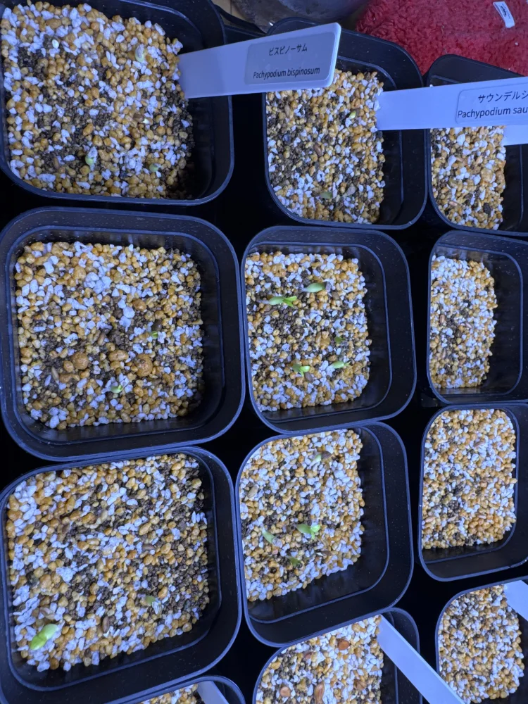 Pachypodium saundersii (パキポディウム サンデルシー)