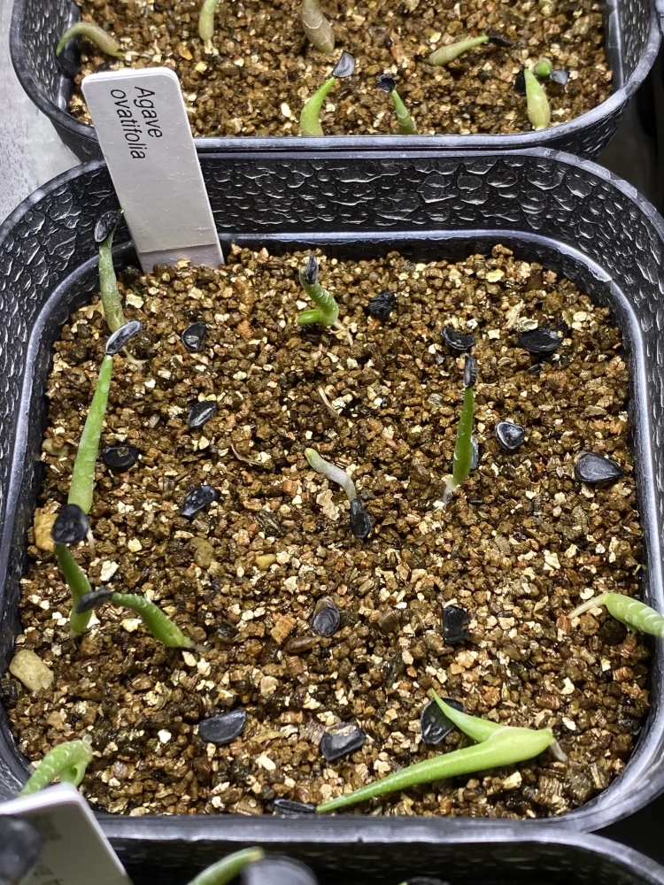 Agave ovatifolia (アガベ オバティフォリア)