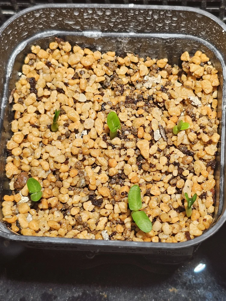 Pachypodium rosulatum ssp. makayense (パキポディウム マカイエンセ)