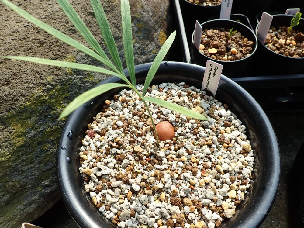 Cycas panzhihuaensis (サイカス パンジフアエンシス)