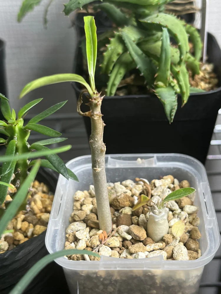 Pachypodium rutenbergianum var. rutenbergianum (パキポディウム ルテンベルギアナム)