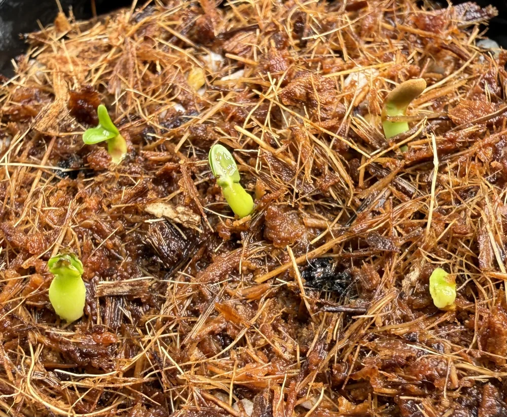 Pachypodium rosulatum ssp. makayense (パキポディウム マカイエンセ)
