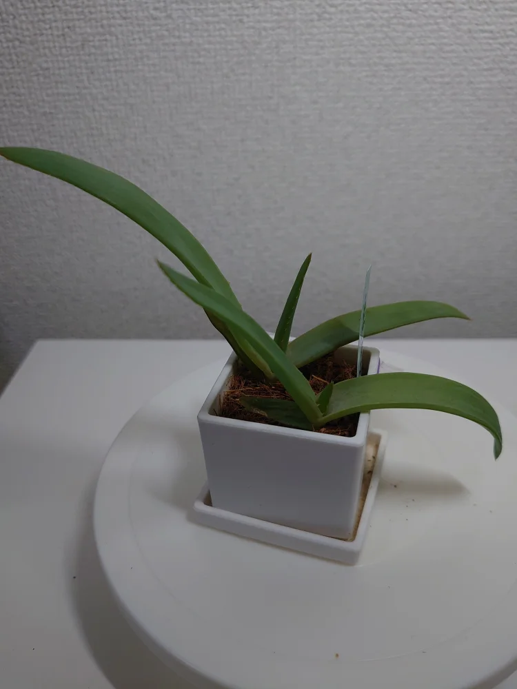 Aloe vanbalenii (アロエ バンバレニー)