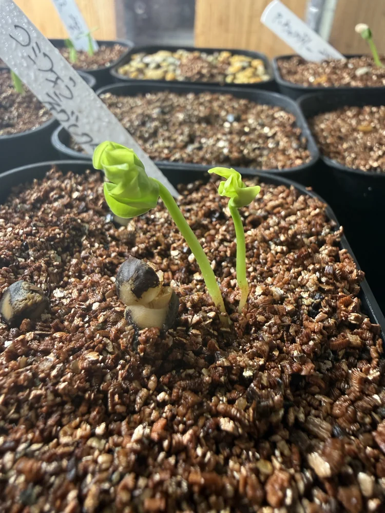 Commiphora neglecta (コミフォラ ネグレクタ)