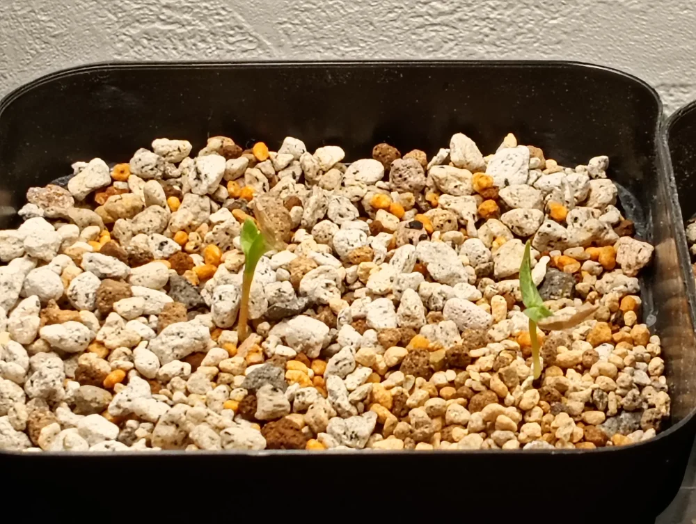Fouquieria columnaris (フォークイエリア コルムナリス 観峰玉)