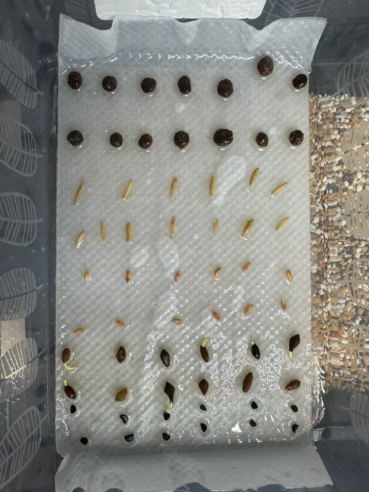パキポディウム エニグマチカム Pachypodium enigmaticum｜希少品種 塊根植物 初心者OK 発芽しやすい
