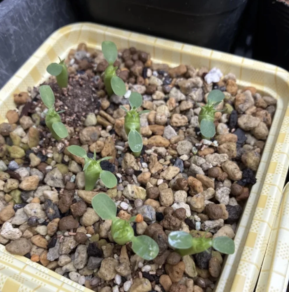 Euphorbia stellispina (ユーフォルビア ステリスピナ)