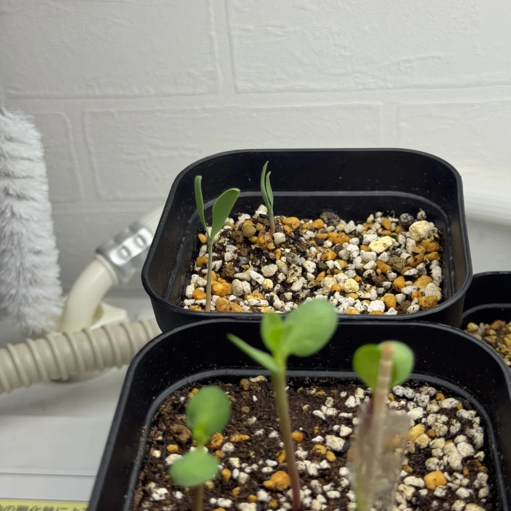 Welwitschia mirabilis (ウェルウィッチア ミラビリス 奇想天外)