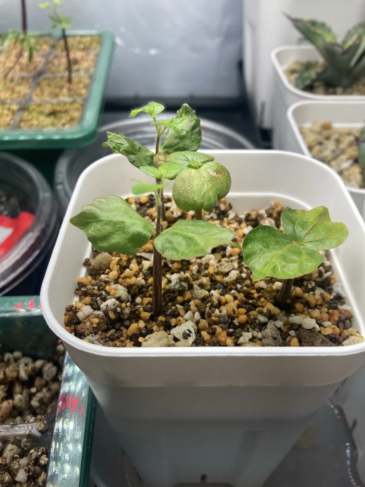 Commiphora monstruosa (コミフォラ モンストローサ)